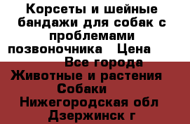 Корсеты и шейные бандажи для собак с проблемами позвоночника › Цена ­ 2 500 - Все города Животные и растения » Собаки   . Нижегородская обл.,Дзержинск г.